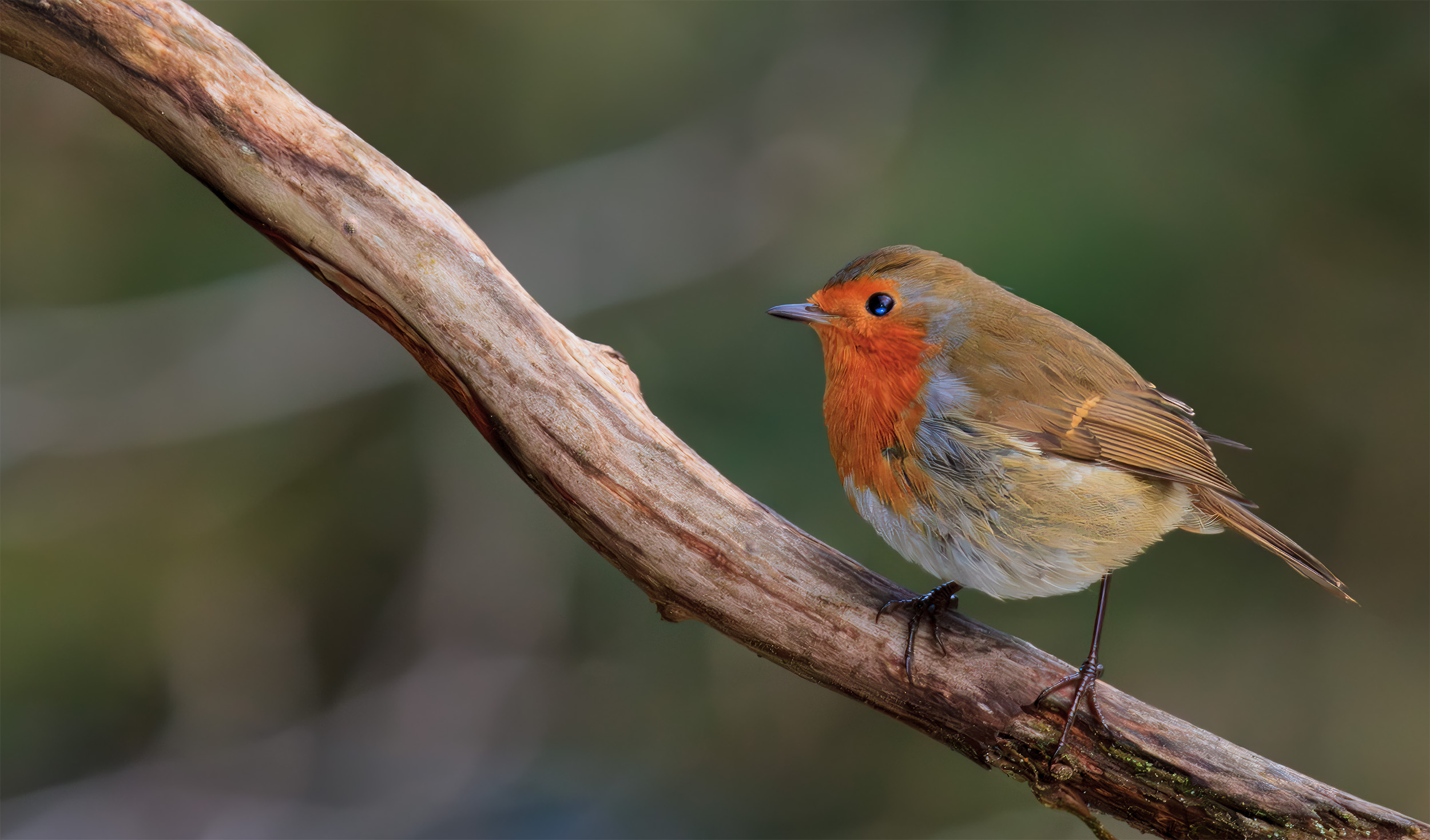 Erithacus rubecula posing on a stick